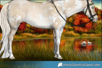 Horse Color:White Spotted Chocolate Palomino Pearl Dun