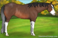 Horse Color:Bay Splash Rabicano 
