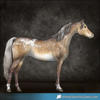 Horse Color:White Spotted Chocolate Silver Buckskin Dun Rabicano