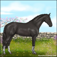 Horse Color:Smoky Black and Smoky Black