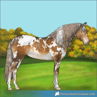 Horse Color:White Spotted Chocolate Palomino Mushroom