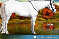Horse Color:Liver Red Dun Sabino Splash 