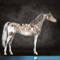 Horse Color:White Spotted Silver Brown Dun Sabino Brindle