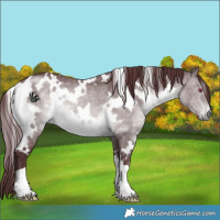 Horse Color:White Spotted Chocolate Brown Chinchilla Rabicano 