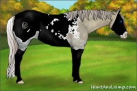 Horse Color:Silver Grullo Ice Splash Appaloosa 
