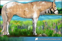 Horse Color:Plaid  Chocolate Palomino Ice Dun Sabino Tobiano 
