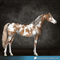 Horse Color:White Spotted Chocolate Palomino Dun Sabino Brindle