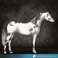 Horse Color:Brown Dun Mushroom Sabino Rabicano Brindle