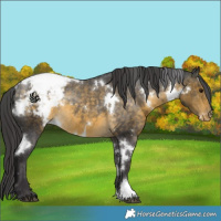 Horse Color:White Spotted Buckskin Appaloosa Rabicano