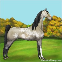 Horse Color:Bay Ice Roan Dun 