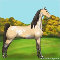 Horse Color:Buckskin Ice Roan Dun 