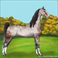 Horse Color:Bay Ice Roan Splash 