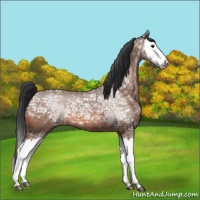 Horse Color:Bay Ice Roan Splash 