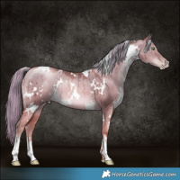 Horse Color:White Spotted Liver Red Dun Pearl Mushroom Brindle 