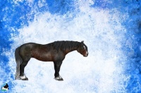 Horse Color:Brown Ice Sabino Rabicano 