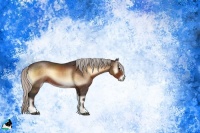 Horse Color:Silver Brown Onyx Sabino 