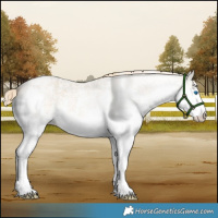 Horse Color:Chocolate Palomino Roan Dun Mushroom Sabino Splash Rabicano 