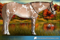 Horse Color:White Spotted Liver Chestnut Pearl Rabicano 