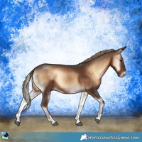 Horse Color:Liver Red Onyx Sabino Rabicano 