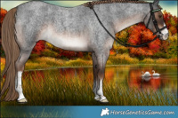 Horse Color:White Spotted Liver Red Roan 