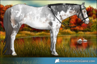 Horse Color:White Spotted Liver Chestnut Sabino 
