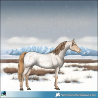 Horse Color:Red Roan Appaloosa 