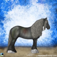 Horse Color:Liver Chestnut Mushroom Rabicano 