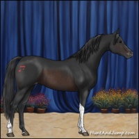 Horse Color:Brown Tobiano Appaloosa