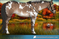 Horse Color:White Spotted Liver Red Dun 