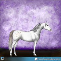 Horse Color:Buckskin Onyx Sabino Snowflake Varnish 