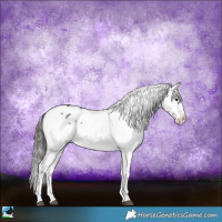 Horse Color:Black Sabino Appaloosa 