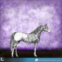 Horse Color:Black Sabino Snowcap Rabicano 