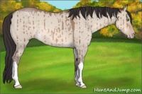 Horse Color:Sable Champagne Dun Brindle 