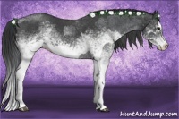 Horse Color:White Spotted Blue Roan Rabicano  and White Spotted Blue Roan Splash Rabicano 