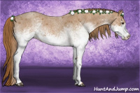 Horse Color:White Spotted Red Roan 