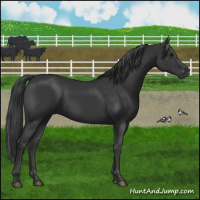 Horse Color:Black 