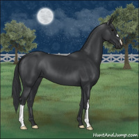 Horse Color:Black 