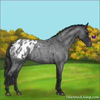 Horse Color:Blue Roan Appaloosa 
