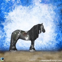 Horse Color:White Spotted Black Rabicano 