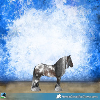 Horse Color:White Spotted Brown Rabicano
