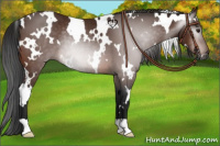 Horse Color:Gray White Spotted Brown Rabicano