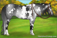 Horse Color:Gray White Spotted Black 