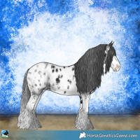 Horse Color:Black Ice Sabino Appaloosa 