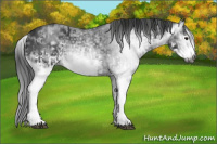 Horse Color:Gray White Spotted Black  and Gray White Spotted Black Frame 