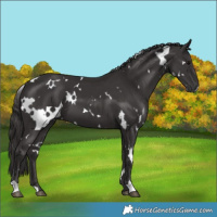 Horse Color:White Spotted Smoky Black 