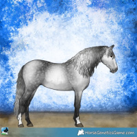 Horse Color:Gray Black Sabino Rabicano 