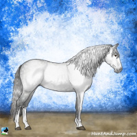 Horse Color:Gray Liver Chestnut Sabino 