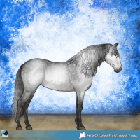 Horse Color:Gray Black Rabicano 