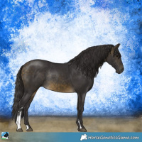 Horse Color:Buckskin Sabino Rabicano 
