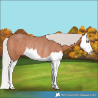 Horse Color:Silver Bay Roan Splash Rabicano 